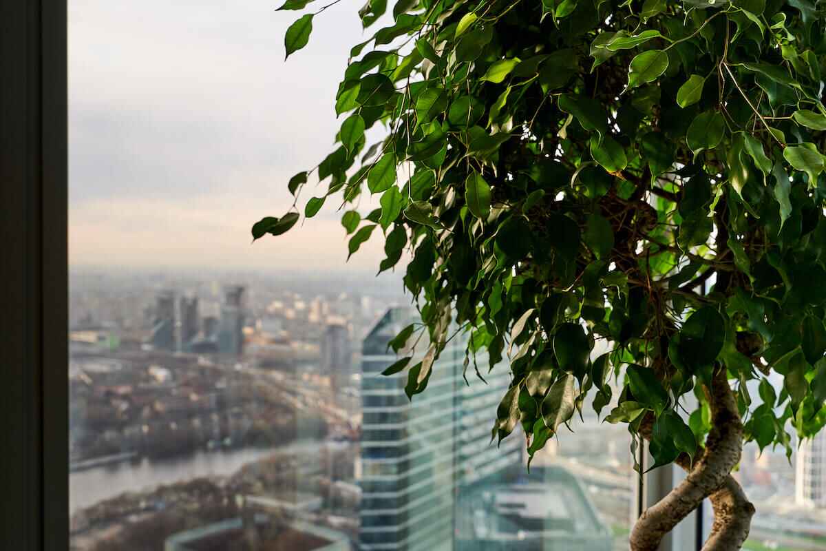 Озеленение квартиры в Москва-Сити 20 Озеленение квартиры в Москва-Сити 20
